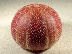 Echinus esculentus 10,3cm *unique*