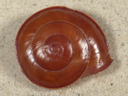 Anixa siquijorensis PH 5,2cm *Unikat*