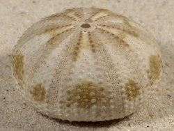 Pseudoboletia maculata PH 4,7cm *Unikat*