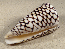 Conus marmoreus VN 10,2cm *Unikat*