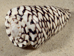 Conus marmoreus VN 10,2cm *Unikat*