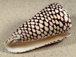 Conus marmoreus VN 10,6cm *unique*