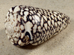 Conus marmoreus VN 10,6cm *Unikat*