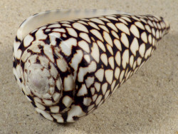 Conus marmoreus VN 10,7cm *Unikat*