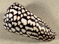 Conus marmoreus VN 10,8cm *Unikat*