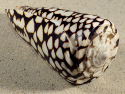 Conus marmoreus VN 10,8cm *unique*