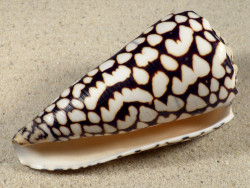 Conus marmoreus VN 10,4cm *Unikat*