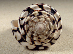 Conus marmoreus VN 10,4cm *unique*