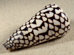 Conus marmoreus VN 10,4cm *unique*