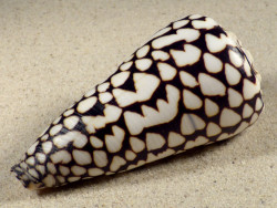 Conus marmoreus VN 10,4cm *Unikat*