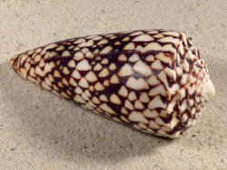 Conus bandanus VN 10,4cm *unique*
