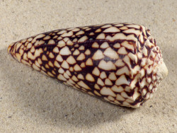 Conus bandanus VN 10,4cm *Unikat*