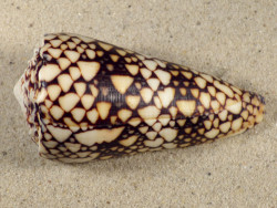 Conus bandanus VN 10cm *Unikat*