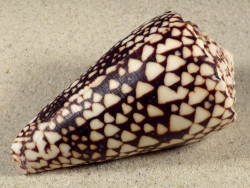 Conus bandanus VN 10,3cm *Unikat*