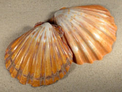 Lyropecten subnodosus orange 1/2 poliert 12+cm