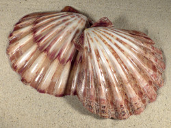 Lyropecten subnodosus 1/2 poliert 13+cm