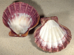 Lyropecten subnodosus 1/2 poliert 13+cm