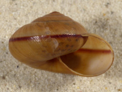Hemiplecta humphreysiana ID 4,3cm *Unikat*