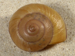 Hemiplecta humphreysiana ID 4,3cm *Unikat*