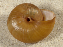 Hemiplecta humphreysiana ID 4,3cm *unique*