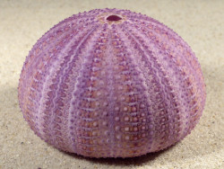 Sphaerechinus granularis ES-Mittelmeer 8,2cm *Unikat*