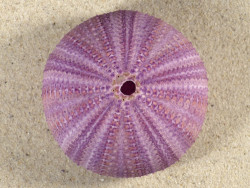 Sphaerechinus granularis ES-Mittelmeer 8,2cm *Unikat*