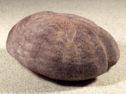 Spatangus purpureus ES-Mittelmeer 9,7 cm *Unikat*