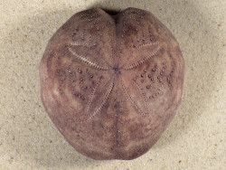 Spatangus purpureus ES-Mittelmeer 9,7 cm *Unikat*