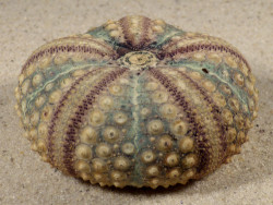 Echinothrix calamaris PH 6,9cm *unique*