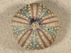 Echinothrix calamaris PH 6,9cm *unique*