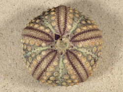 Echinothrix calamaris PH 7,3cm *unique*