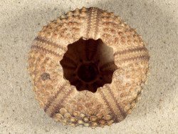 Echinothrix calamaris PH 7,3cm *Unikat*