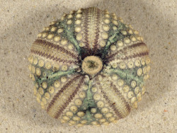 Echinothrix calamaris PH 6,8cm *Unikat*