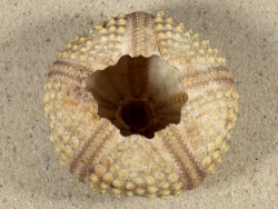 Echinothrix calamaris PH 6,8cm *Unikat*