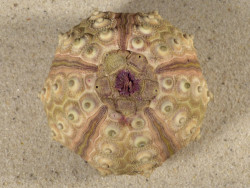 Prionocidaris baculosa PH 6,6cm *Unikat*