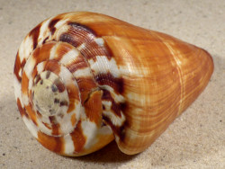 Conus vexillum m/O PH 10,4cm *Unikat*