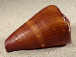 Conus vexillum PH 9,6cm *Unikat*
