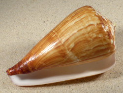 Conus vexillum PH 11,3cm *Unikat*