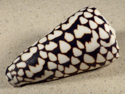 Conus marmoreus VN 10cm *Unikat*