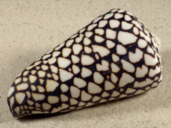 Conus marmoreus VN 10,4cm *Unikat*