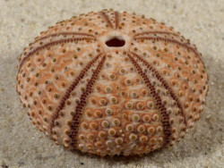 Arbacia lixula GR 3,9cm *Unikat*