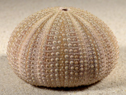 Sphaerechinus granularis ES-Mittelmeer 7,6cm *Unikat*