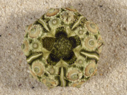 Plococidaris verticillata PH 3,3cm *Unikat*