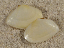 Macomangulus tenuis hell ES-Mittelmeer 1,8+cm