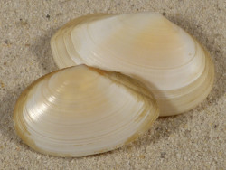 Peronaea planata ES-Mittelmeer 4,5+cm