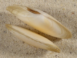 Peronaea planata ES-Mittelmeer 4,5+cm