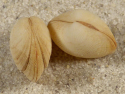 Ctena decussata IT 1,2+cm