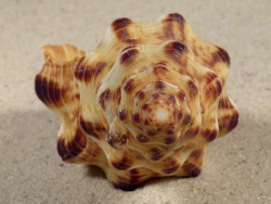 Latirus polygonus m/O PH 10,2cm *Unikat*