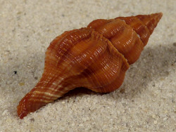 Fusolatirus paetelianus PH 3,7cm *Unikat*