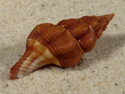 Fusolatirus paetelianus PH 3,6cm *Unikat*